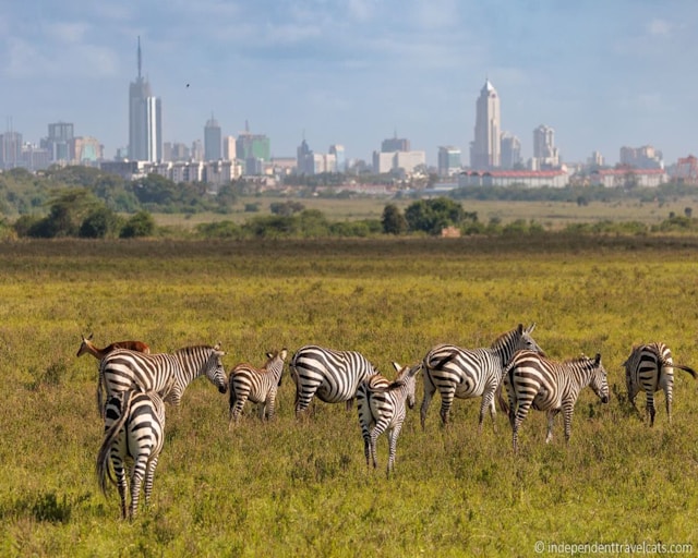 Nairobi National Park: Safari, Wildlife and Visitor Tips