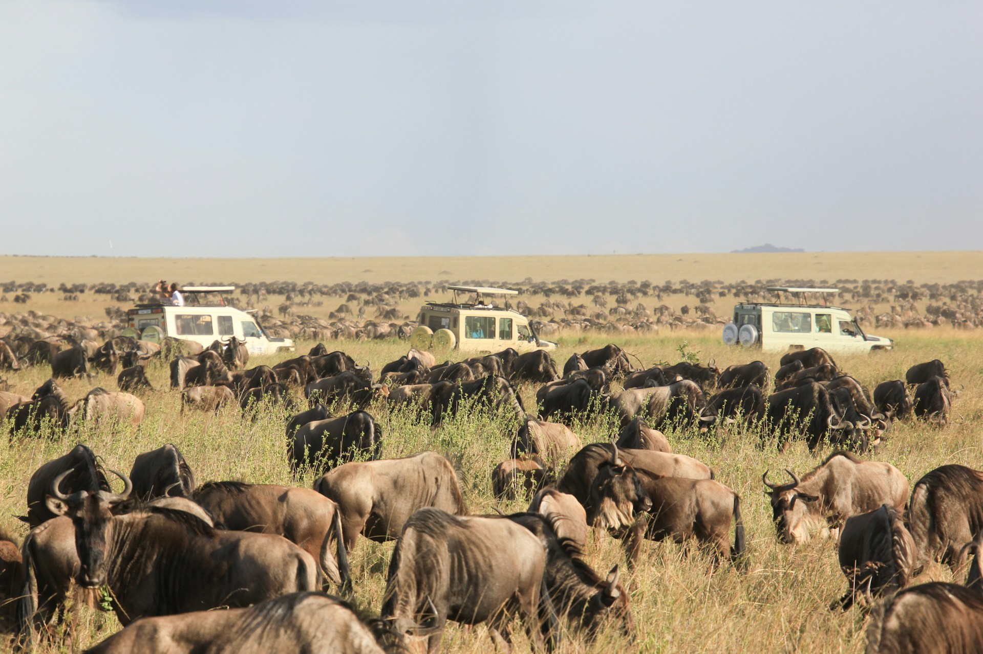 The Great Wildebeest Migration: Best Time to Visit, Where to Stay & Safari Tips