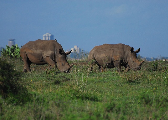 Nairobi National Park - Safari Adventure Near a Buzzling City